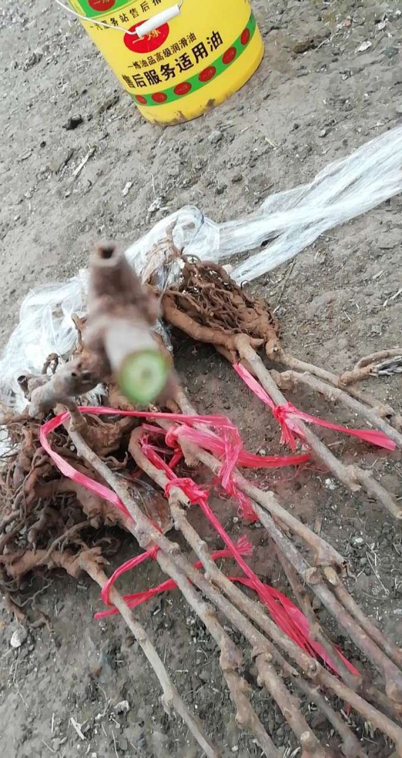 猕猴桃苗，嫁接苗，包邮到家，保活，快速发货！