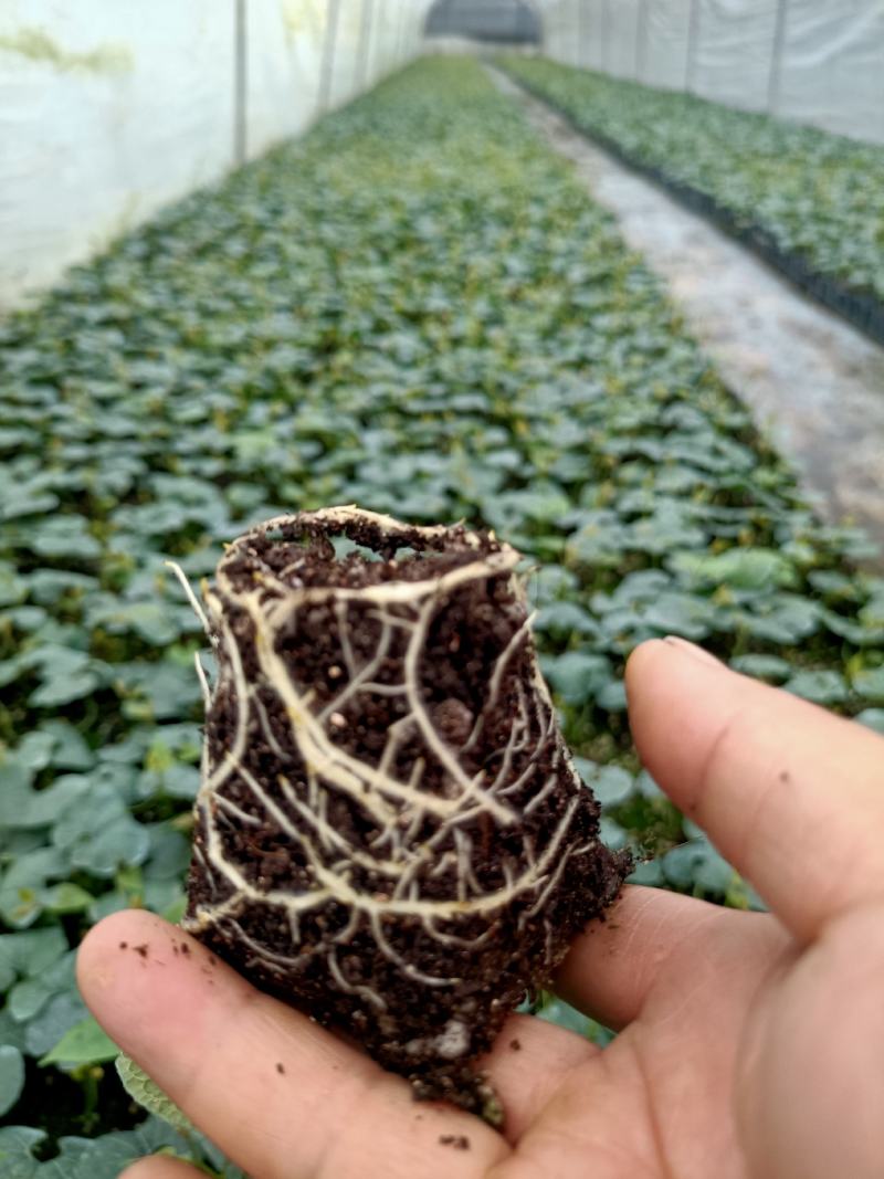 临桂明茵生物科技有限公司