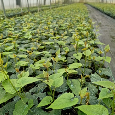 临桂明茵生物科技有限公司