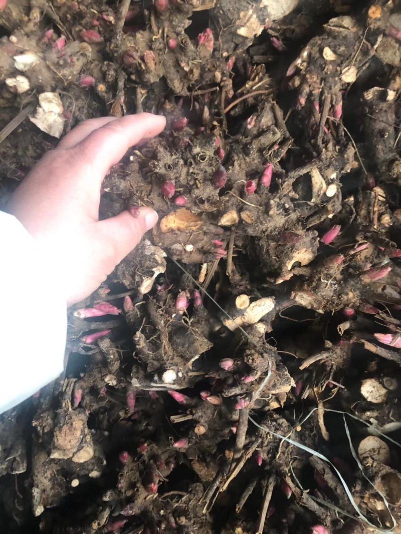 芍药苗，芍药种子，观赏收益都可以，提供技术指导包回收
