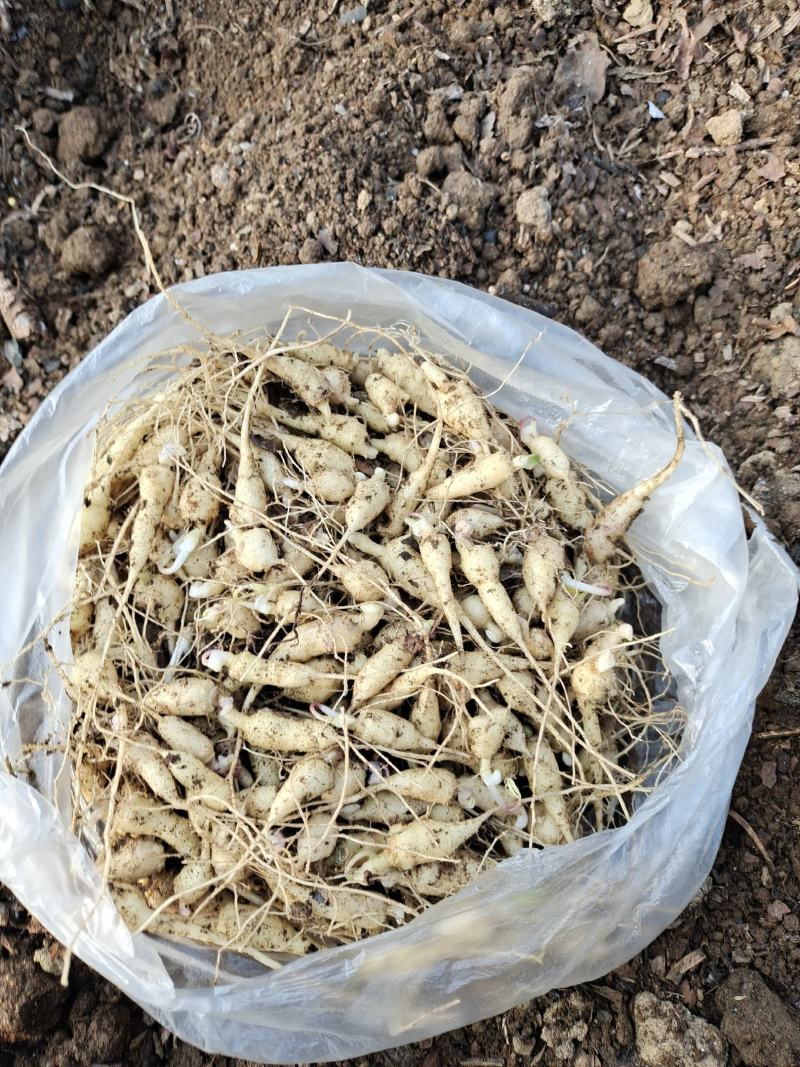 竹节参一年苗，需要的联系
