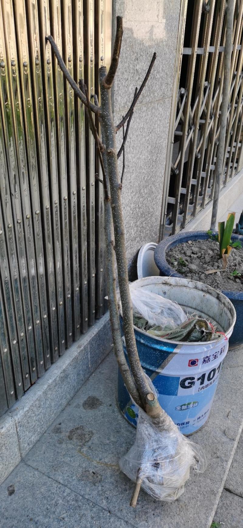 梨树苗，嫁接树苗，包邮到家，保活，快速发货！