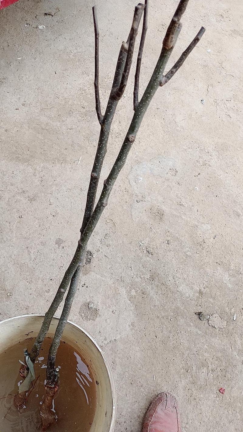 梨树苗，嫁接树苗，包邮到家，保活，快速发货！