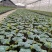 临桂明茵生物科技有限公司苗木
