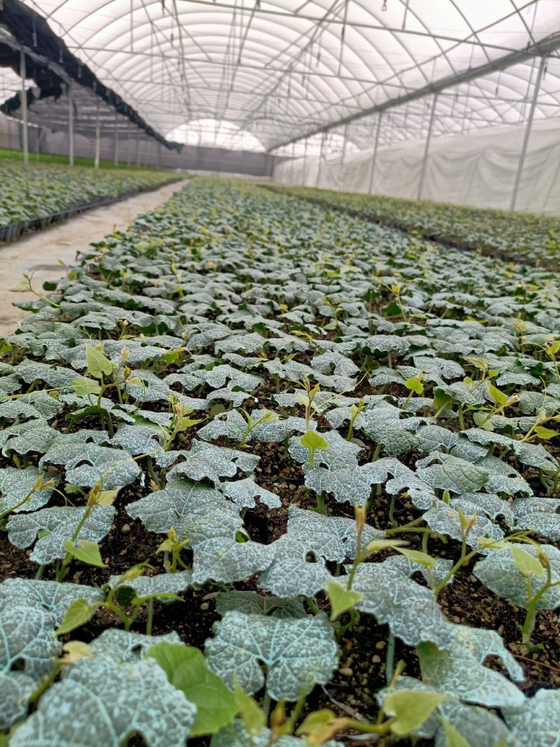 临桂明茵生物科技有限公司苗木