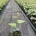 临桂明茵生物科技有限公司苗木
