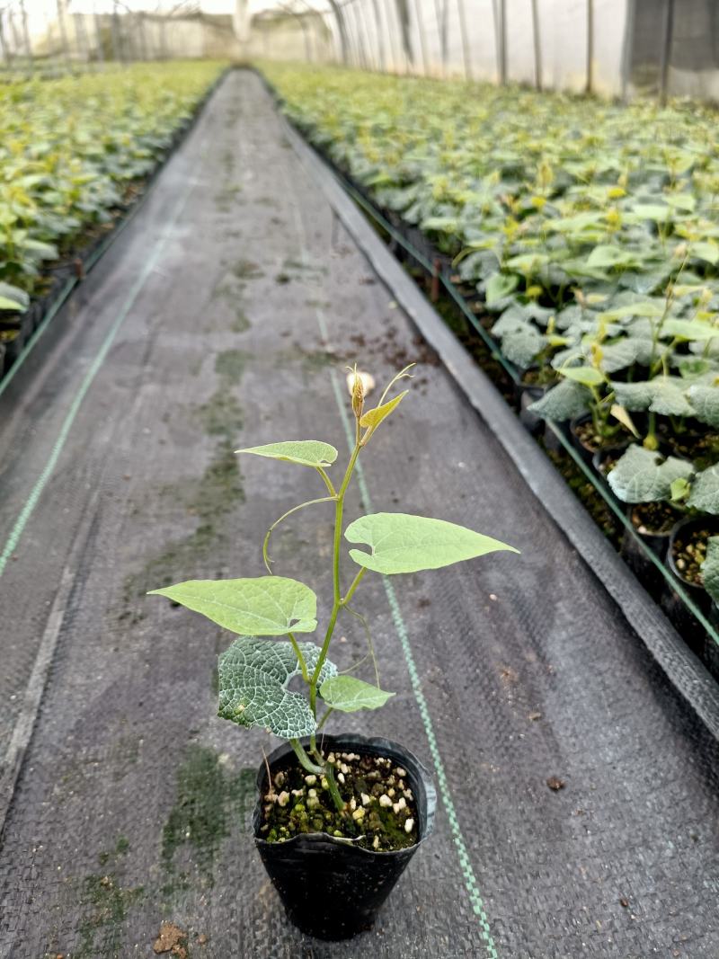 临桂明茵生物科技有限公司苗木