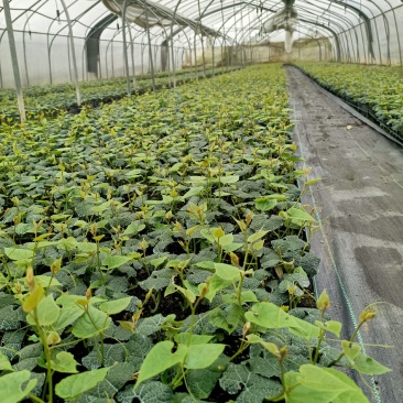 临桂明茵生物科技有限公司苗木