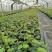临桂明茵生物科技有限公司苗木