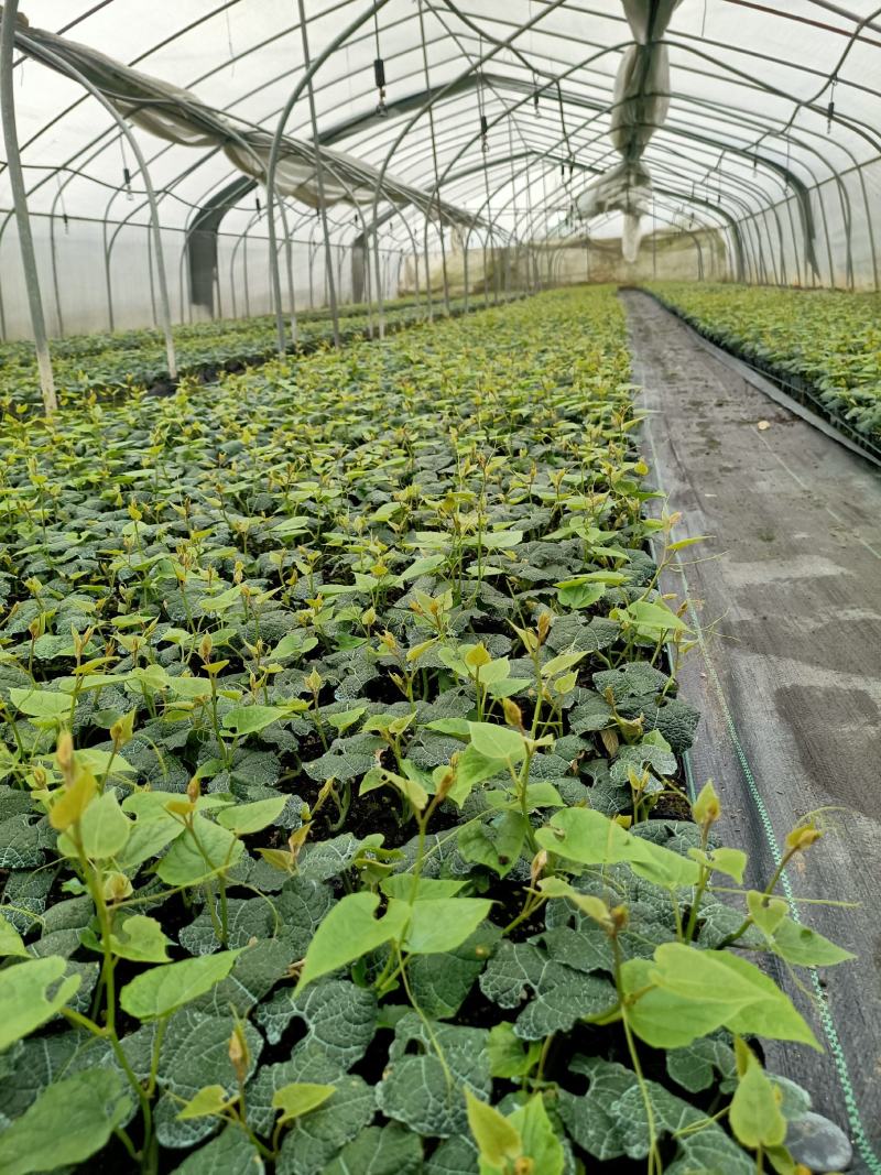 临桂明茵生物科技有限公司苗木