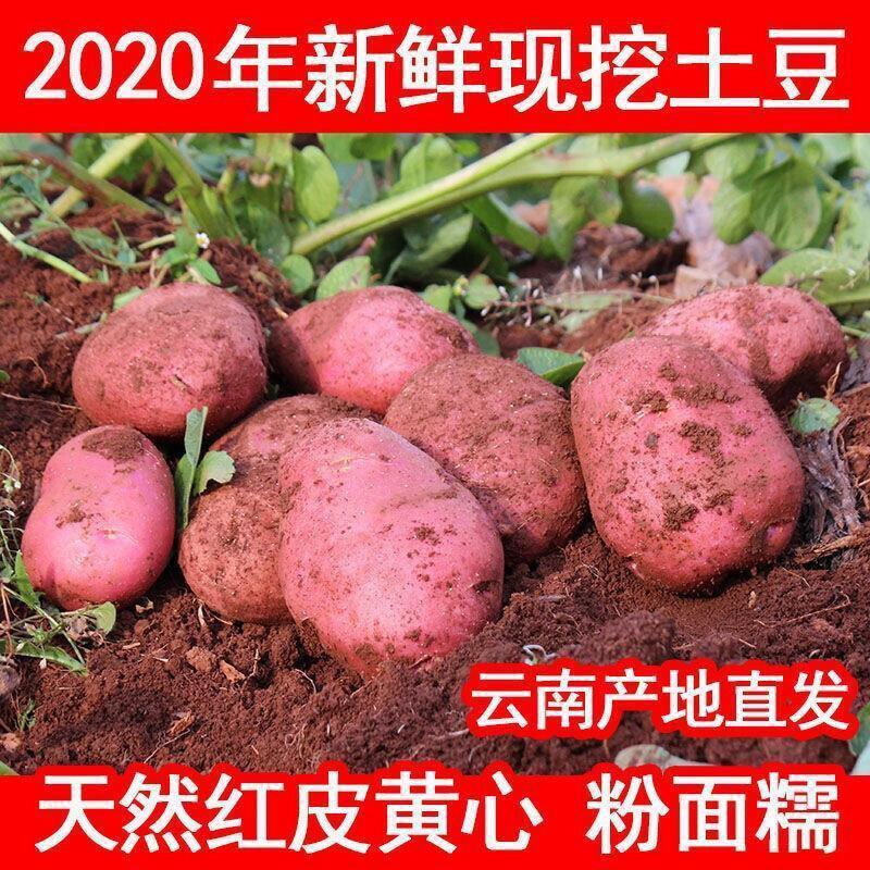 云南高山红土合作88红皮洋芋土豆中果支持各平台一件代发