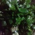 野菜类:大叶芹鸭脚菜