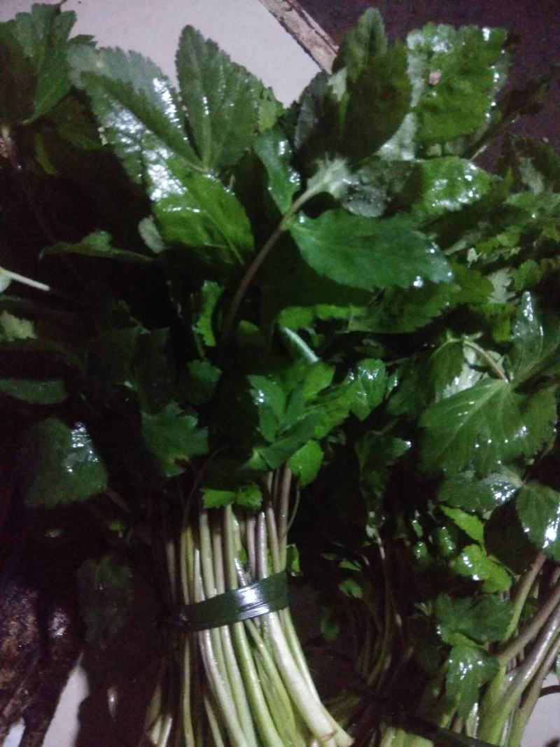 野菜类:大叶芹鸭脚菜