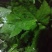 野菜类:大叶芹鸭脚菜