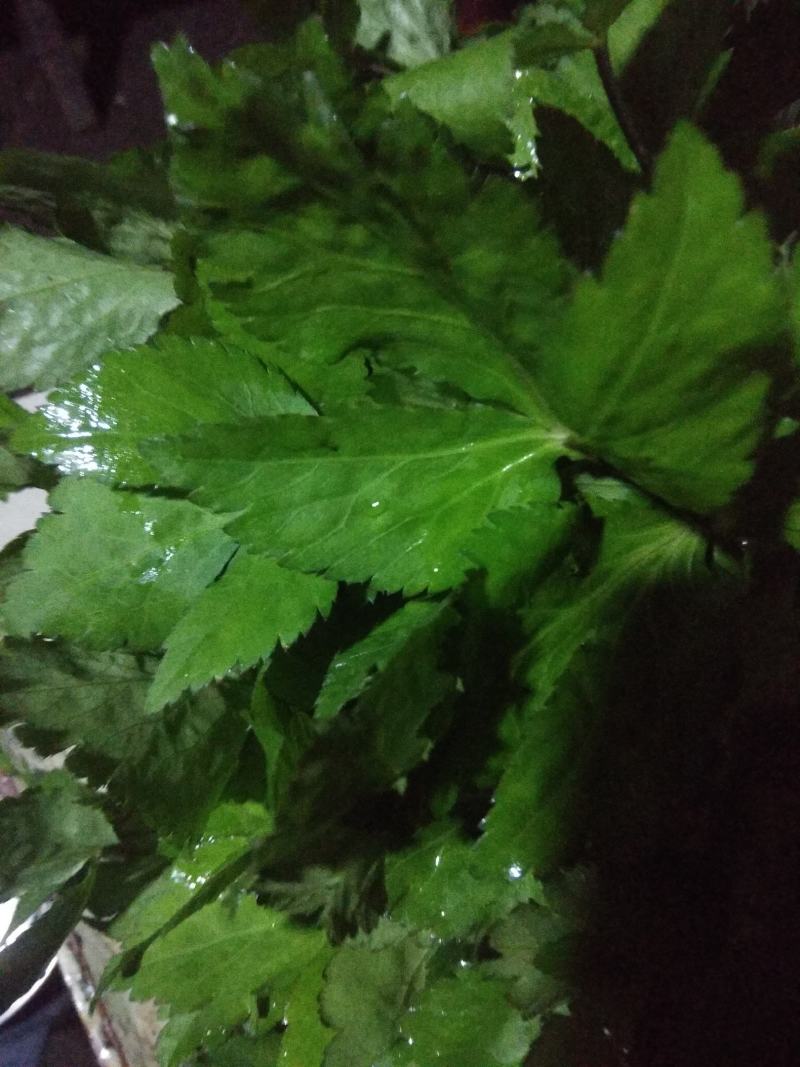 野菜类:大叶芹鸭脚菜