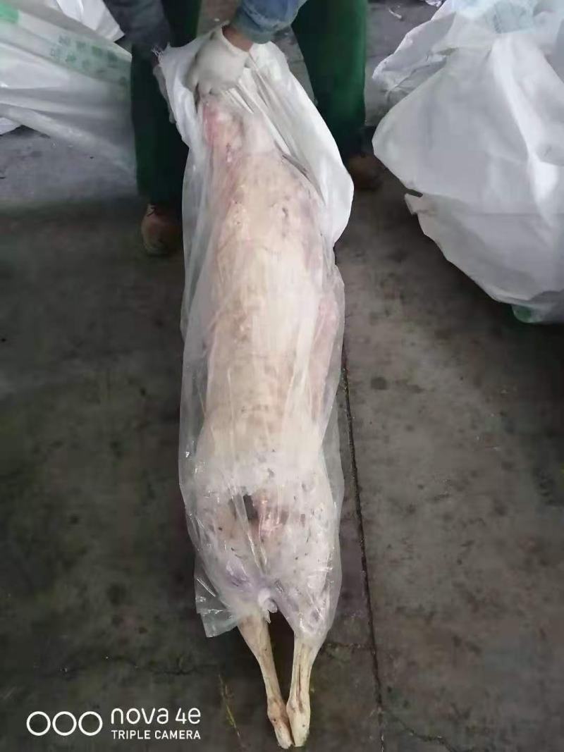 国产纯干羊酮体国产纯干羊酮体国产纯干羊酮体，手续齐全