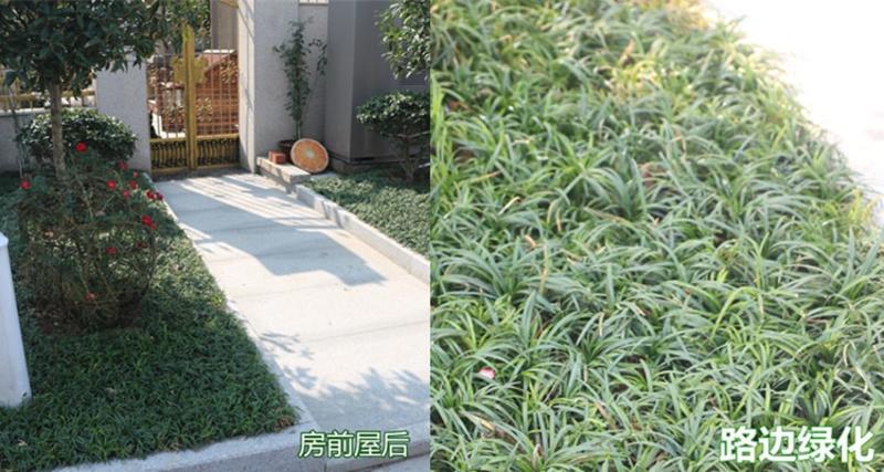 日本矮麦冬玉龙草四季常绿高档别墅室外绿化苗木地栽草坪