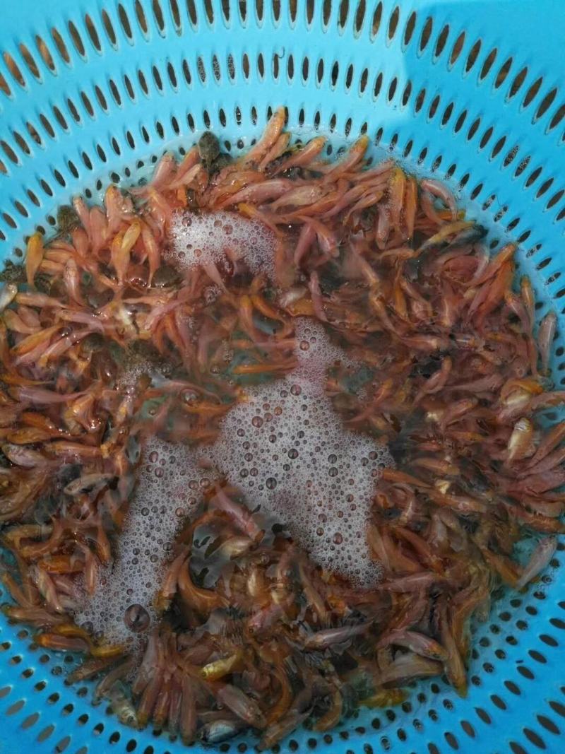 基地直供，兴国红鲤鱼.货真价实.批发发货