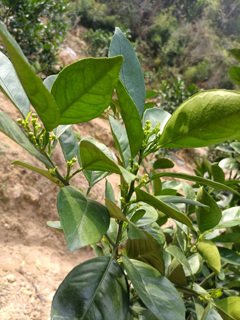 橙子苗，纽荷尔脐橙苗，自家果园百亩育苗基地，根系发达、抗寒