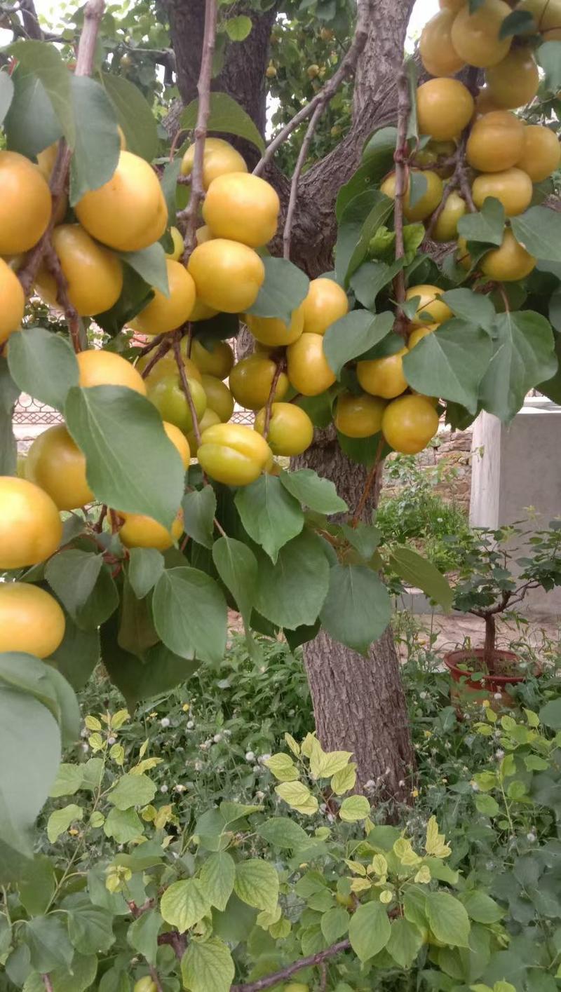 大量批发出售珍珠油杏树苗。自家种植。保证成活率。