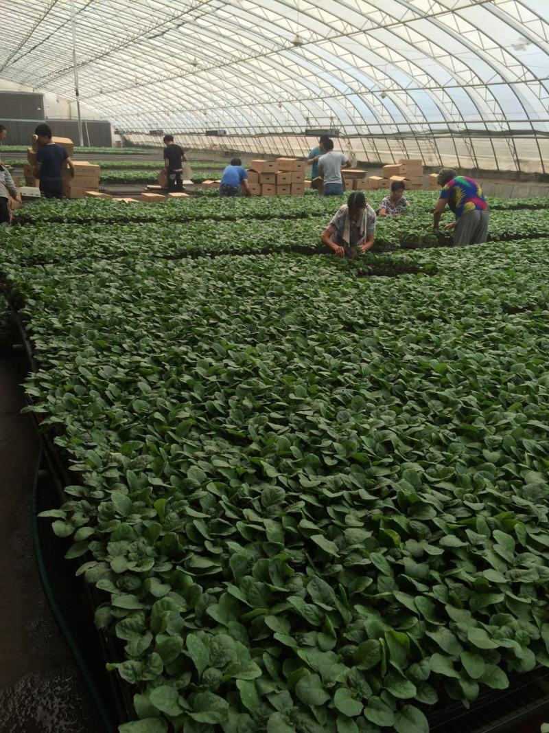 大龙长茄苗改良大龙直播苗嫁接苗供应紫萼紫把长茄