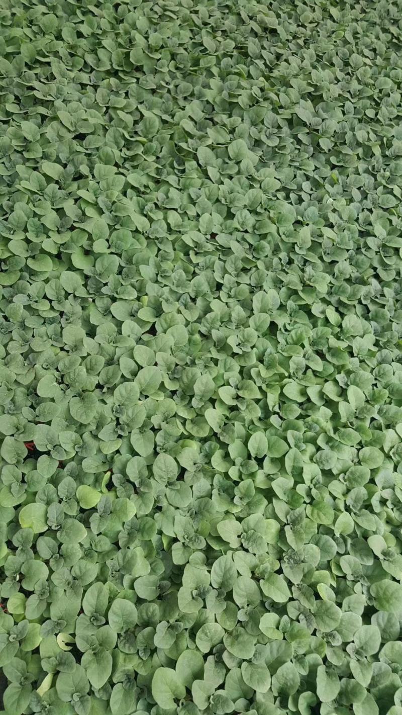 大龙长茄苗改良大龙直播苗嫁接苗供应紫萼紫把长茄