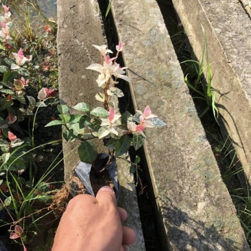 漳州基地大量供应花叶络石