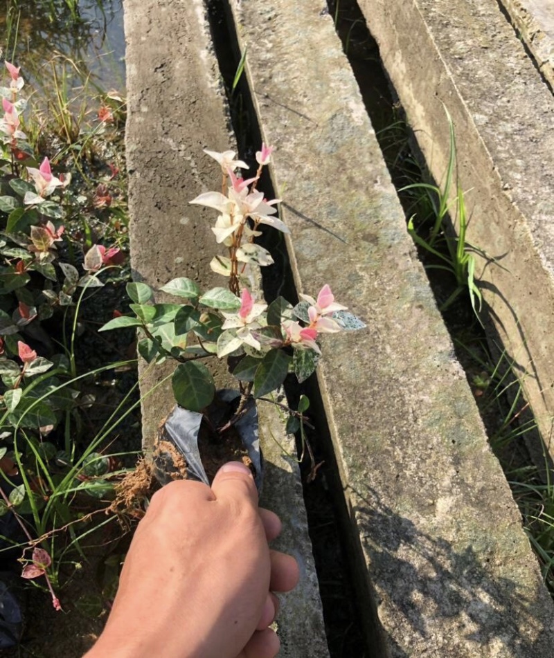 漳州基地大量供应花叶络石