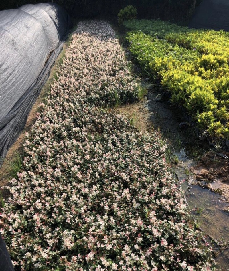 漳州基地大量供应花叶络石