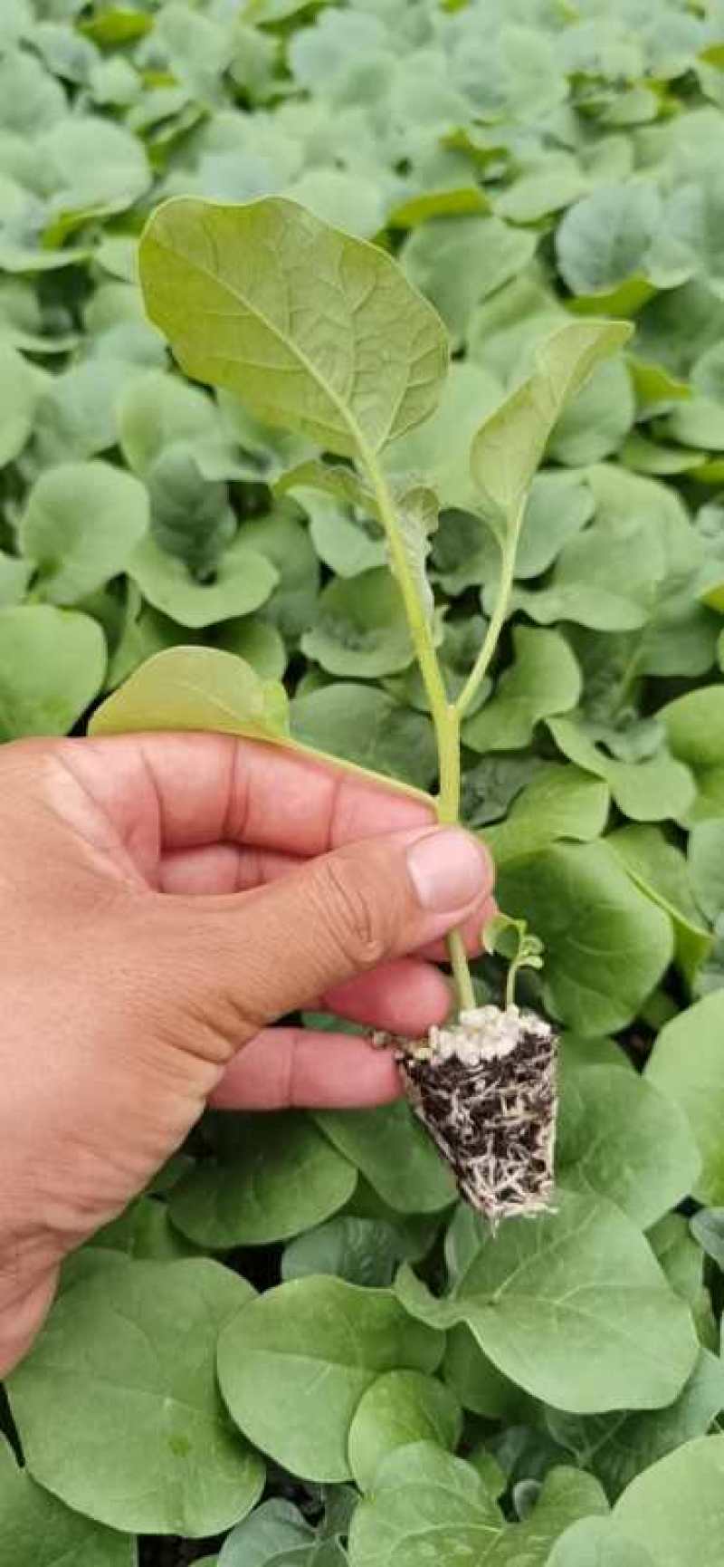 瑞克斯旺布利塔长茄绿萼绿把长茄直播苗嫁接苗供应