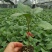 瑞克斯旺布利塔长茄绿萼绿把长茄直播苗嫁接苗供应