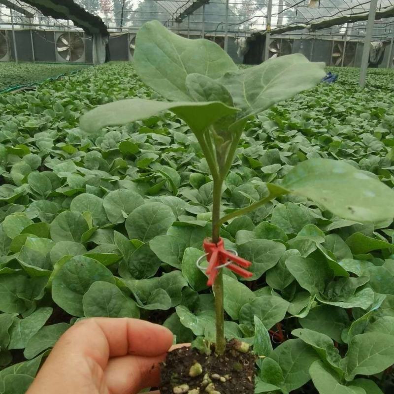 瑞克斯旺布利塔长茄绿萼绿把长茄直播苗嫁接苗供应