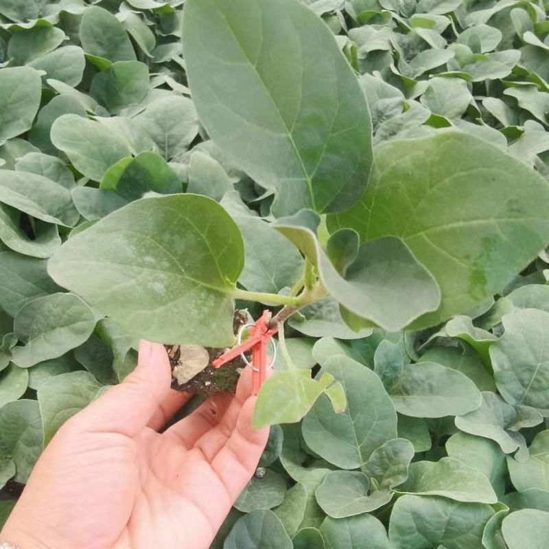 瑞克斯旺布利塔长茄绿萼绿把长茄直播苗嫁接苗供应
