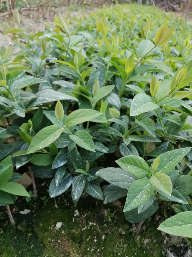 湘蕾5号花王金银花扦插苗出售你种我回收诚信经营合作共赢