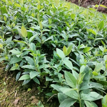 湘蕾5号花王金银花扦插苗出售你种我回收诚信经营合作共赢