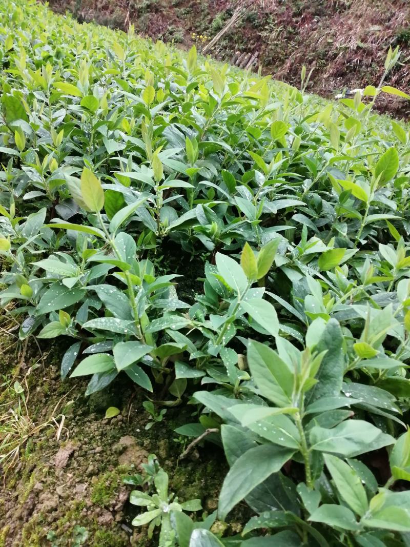 湘蕾5号花王金银花扦插苗出售你种我回收诚信经营合作共赢