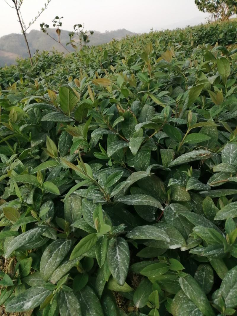 湘蕾5号花王金银花扦插苗出售你种我回收诚信经营合作共赢