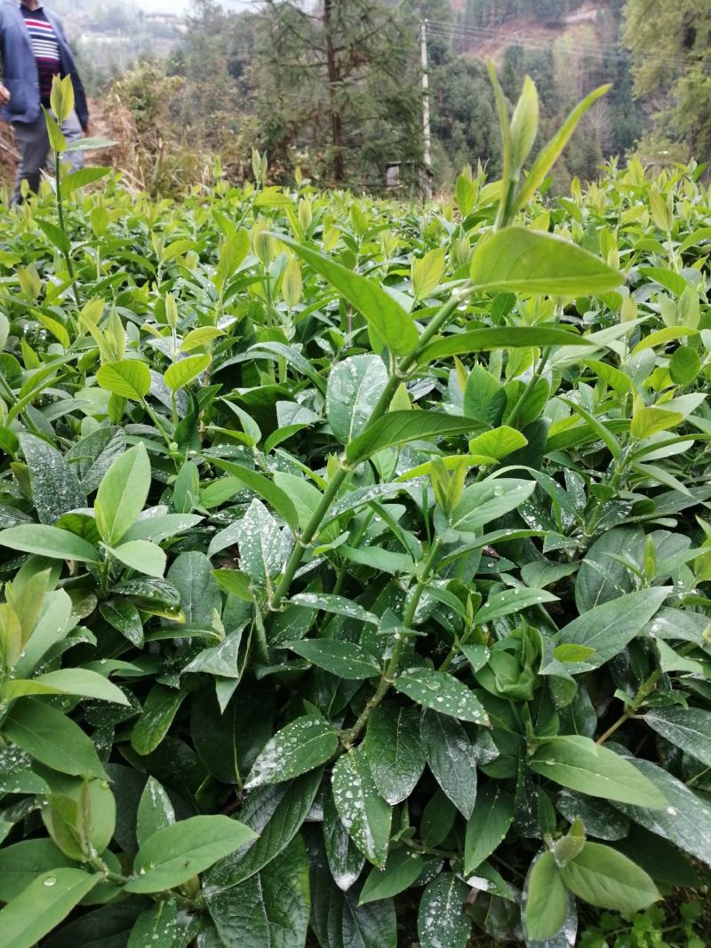 湘蕾5号花王金银花扦插苗出售你种我回收诚信经营合作共赢