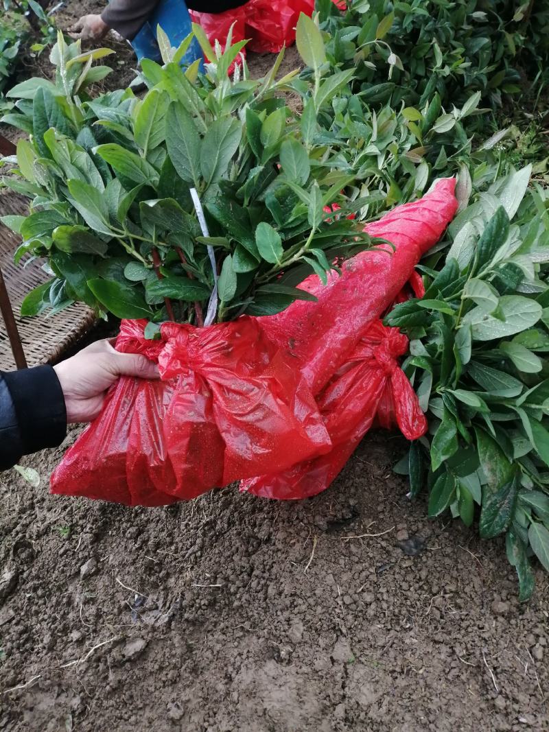 湘蕾5号花王金银花扦插苗出售你种我回收诚信经营合作共赢