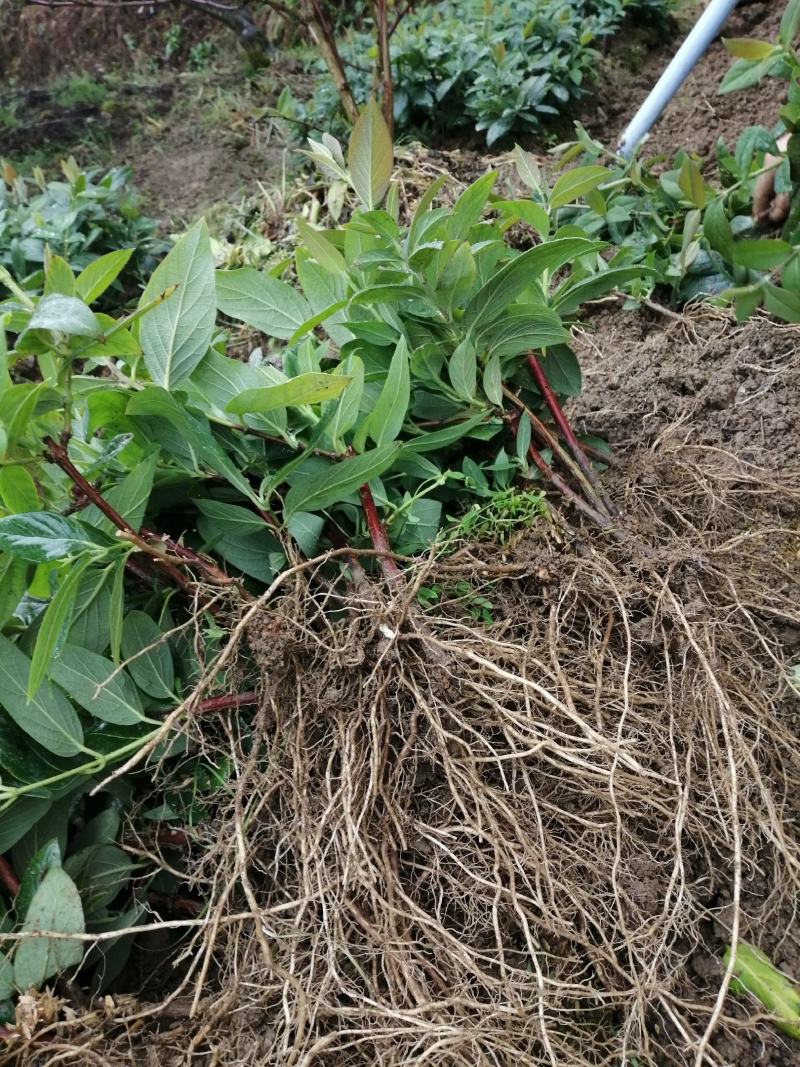 湘蕾5号花王金银花扦插苗出售你种我回收诚信经营合作共赢