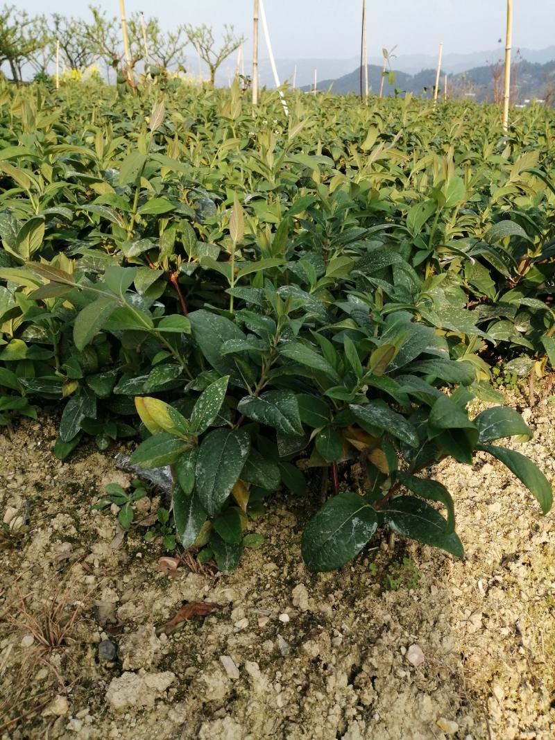 湘蕾5号花王金银花扦插苗出售你种我回收诚信经营合作共赢