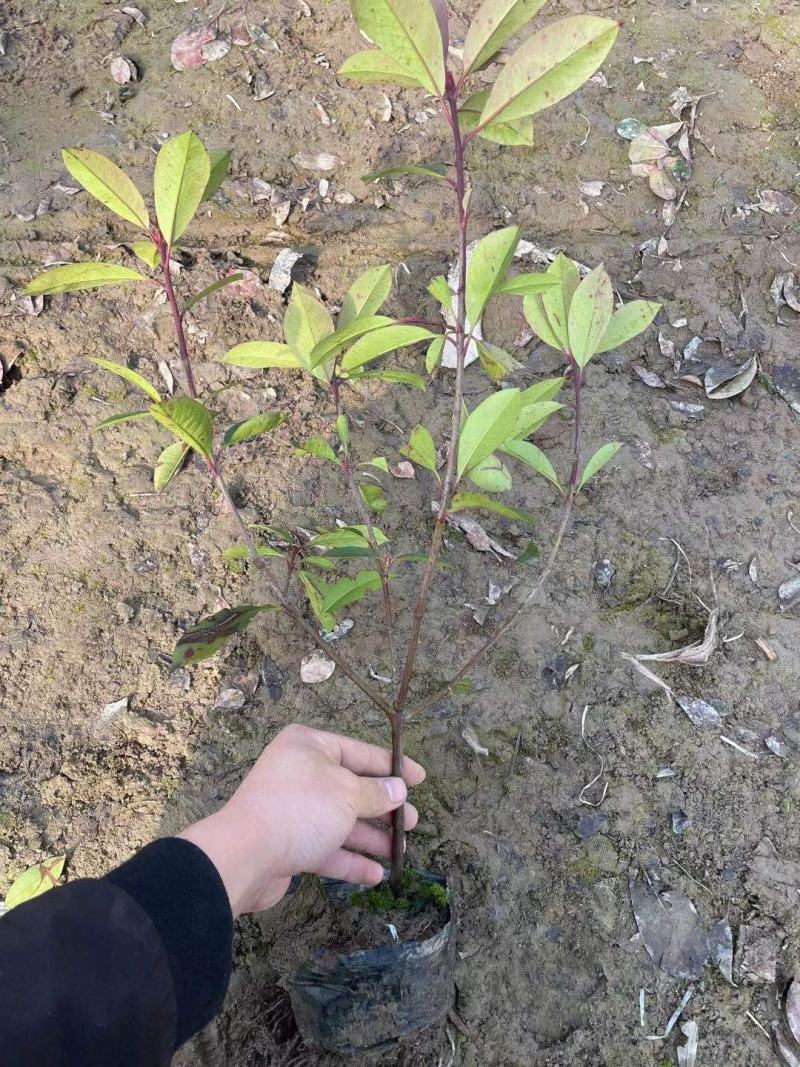 优质红叶石楠大量现货供应，质量保证，信誉保证！