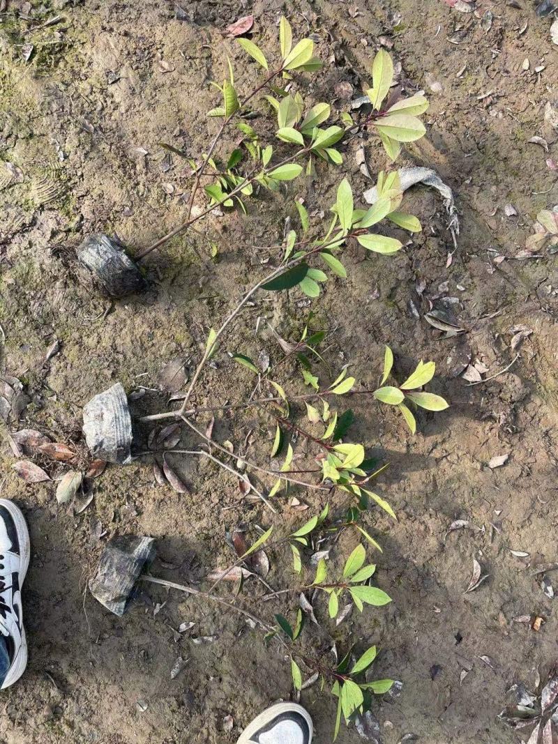 优质红叶石楠大量现货供应，质量保证，信誉保证！