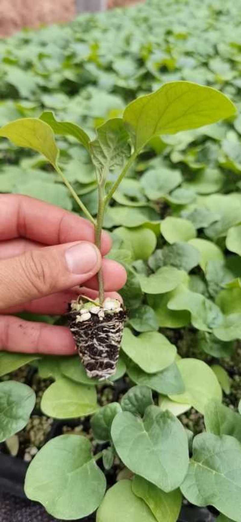 长茄苗绿萼绿把长茄直播苗嫁接苗供应全国发货