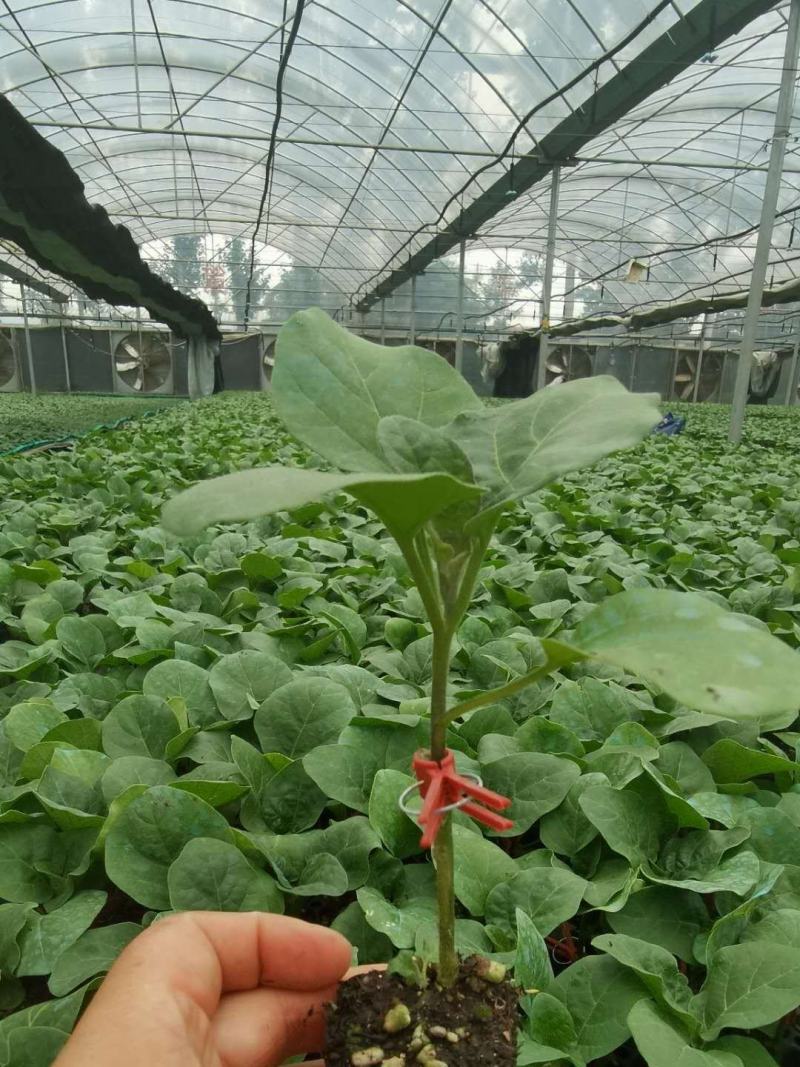 长茄苗绿萼绿把长茄直播苗嫁接苗供应全国发货