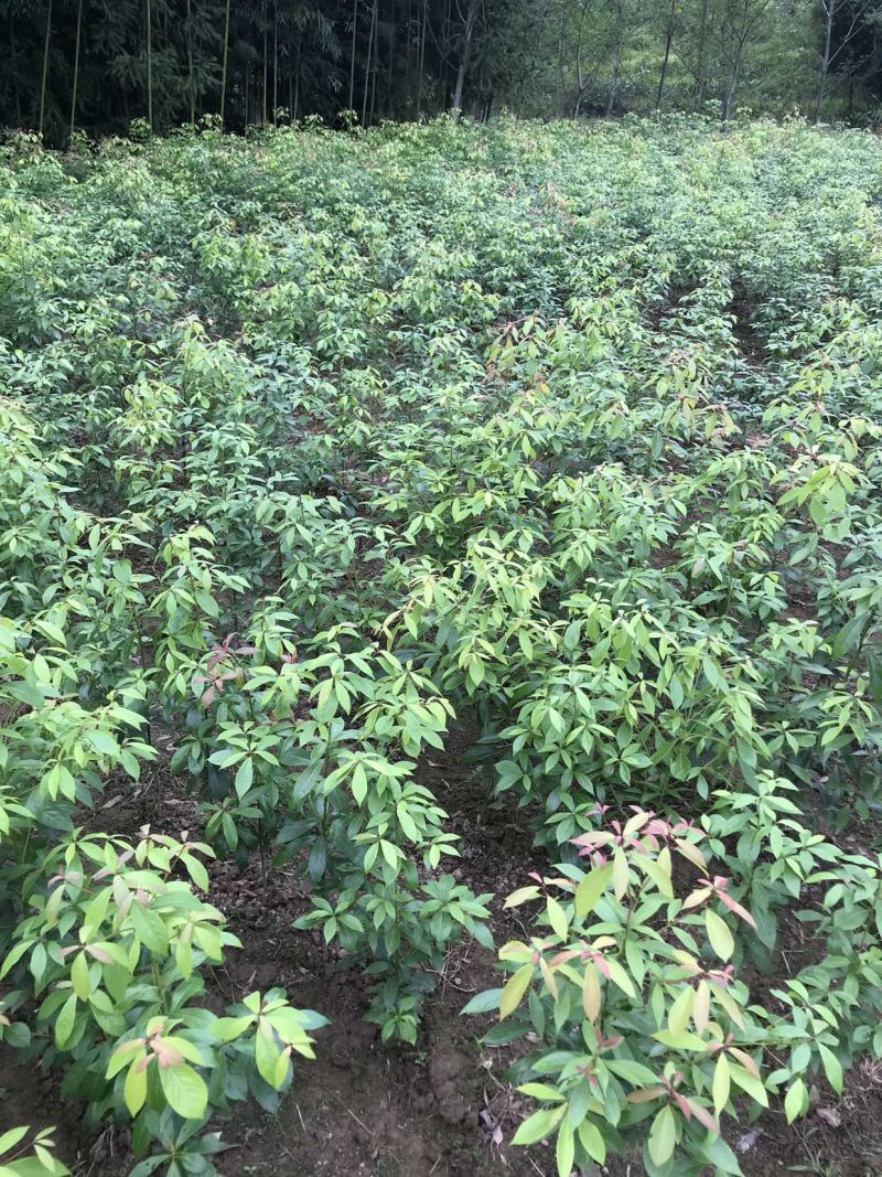 金丝楠木苗、移栽苗、杯苗