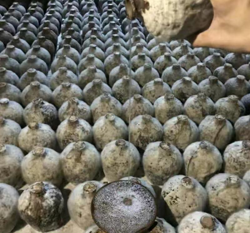 陕南野生拐枣酒（原始工艺酿造）好喝不上头。