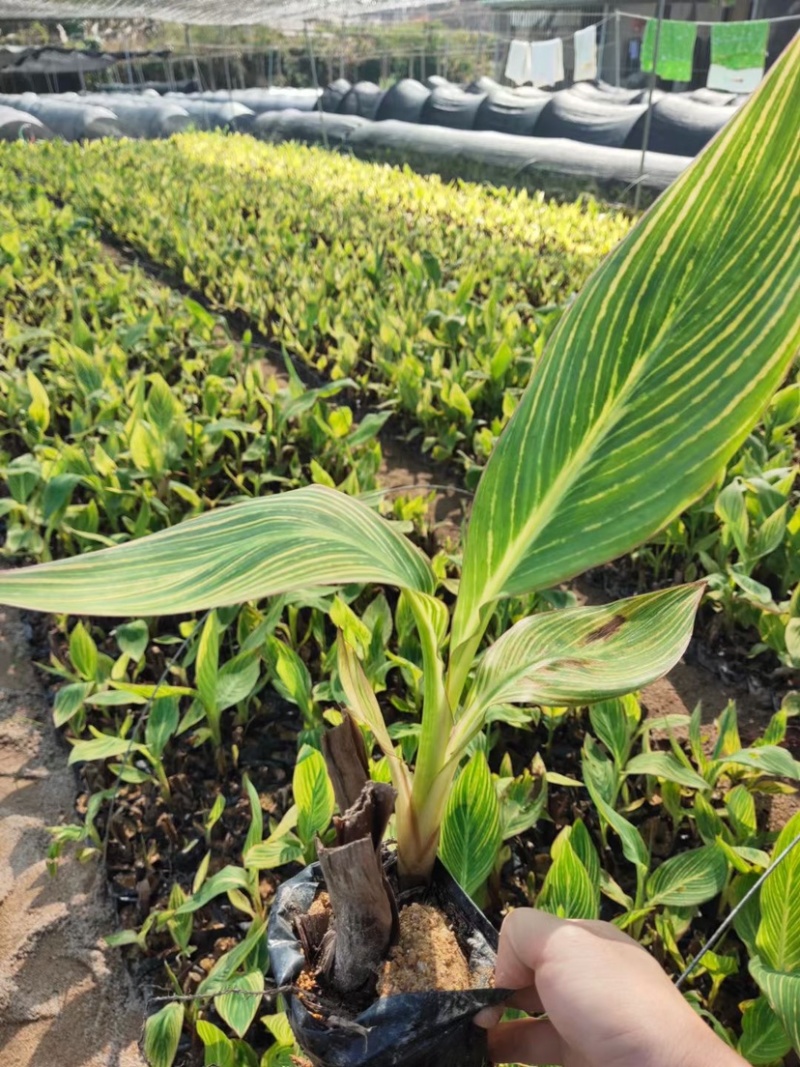 漳州基地大量供应花叶美人蕉