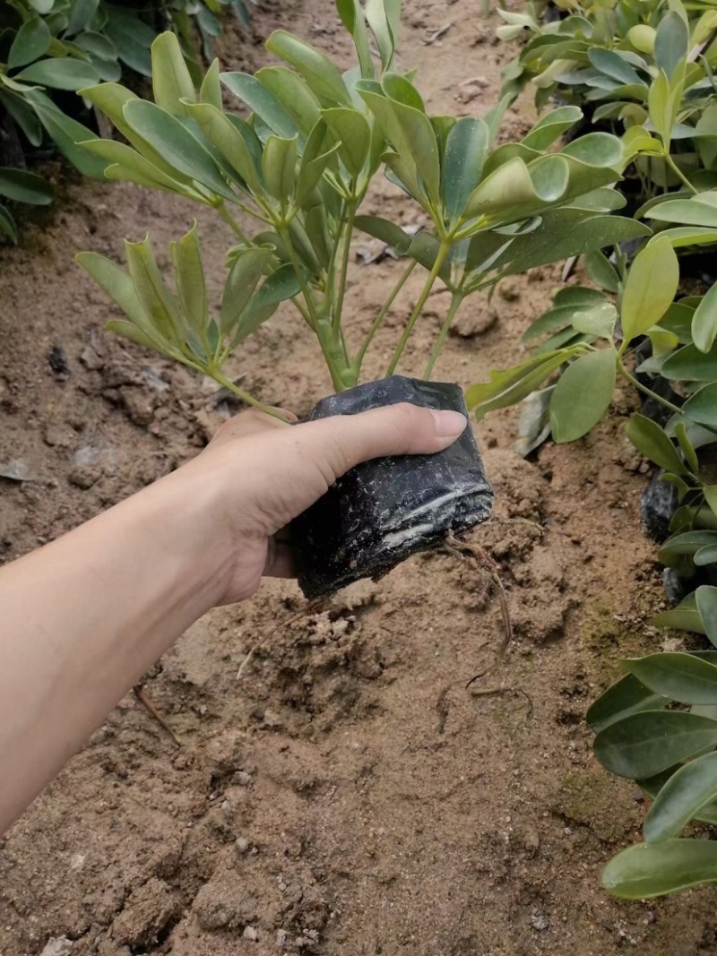 漳州基地大量供应花叶鸭脚木