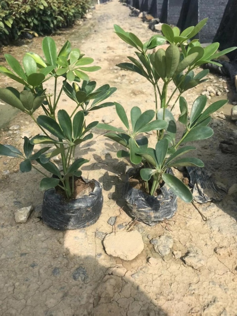漳州基地大量供应花叶鸭脚木